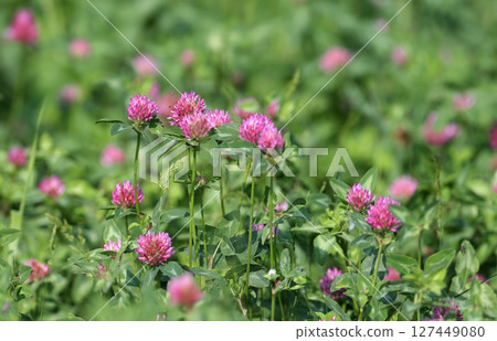Flowers of red clover (Trifolium pratense) 127449080