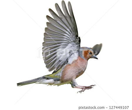 male of The common chaffinch male of The common chaffinch 127449107