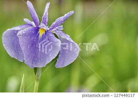 Beautiful irises wet with rain, light purple 127449117