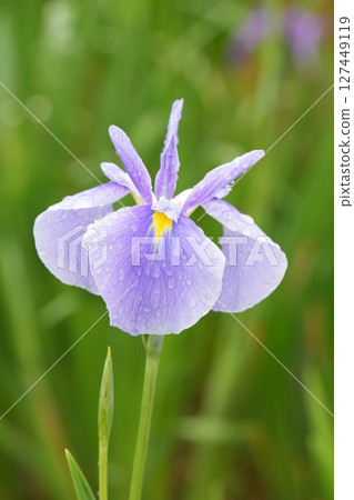 Beautiful irises wet with rain, light purple 127449119