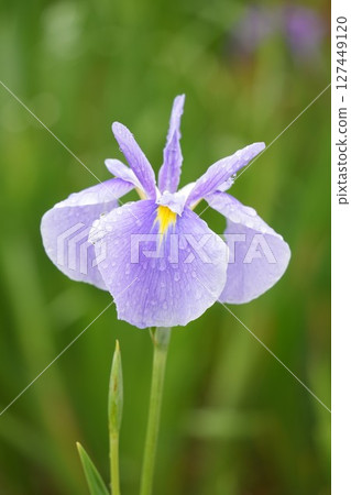 Beautiful irises wet with rain, light purple 127449120