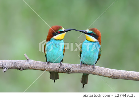 A pair of bee-eaters A pair of bee-eaters 127449123