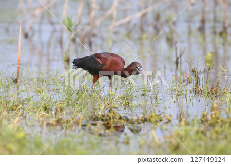 glossy ibis (Plegadis falcinellus) 127449124