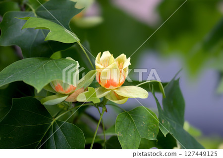 Unusual flowers of Liriodendron tulipifera or the tulip tree 127449125