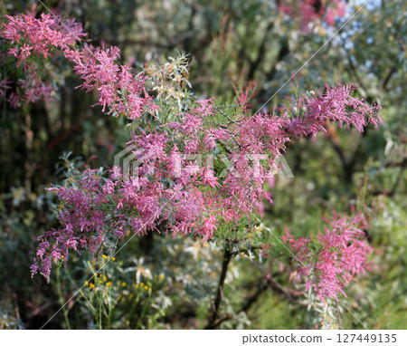 Flowering bush tamarisk (Tamarisk gallica) 127449135
