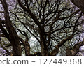 A big tree looking up 127449368