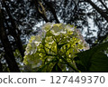 Rainy season hydrangea from below 127449370