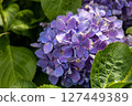 Hydrangea of rainy season 127449389