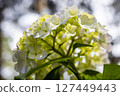 White hydrangea 127449443