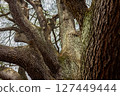 Close-up of a large tree trunk 127449444