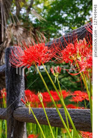 在satoyama開花的群狀孤挺花 在satoyama開花的群狀孤挺花 127449448
