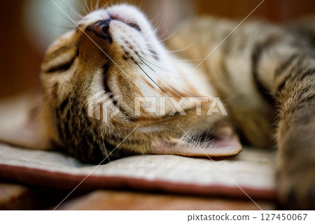 A Cozy Cat is Relaxing Comfortably on a Soft and Inviting Surface Inside the Home 127450067