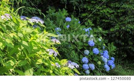 Kannonzaki Park in Tokyo Bay 127450080