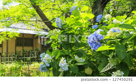 葉山潮騷公園的雨季 127450291
