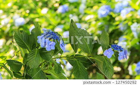 Rainy season at Shiosai Park in Hayama Rainy season at Shiosai Park in Hayama 127450292