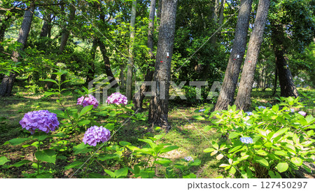 Rainy season at Shiosai Park in Hayama 127450297