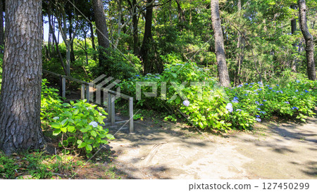 Rainy season at Shiosai Park in Hayama 127450299