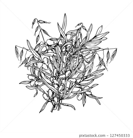 Monochrome vector bouquet of sea buckthorn and wild oat branches. Juicy autumn berries with leaves painted by black inks. For beauty branding, organic cosmetic packaging, herbal skincare design. Monochrome vector bouquet of sea buckthorn and wild oat branches. Juicy autumn berries with leaves painted by black inks. For beauty branding, organic cosmetic packaging, herbal skincare design. 127450333