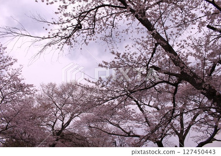 Cherry blossoms seen from Mount Yoshino Cherry blossoms seen from Mount Yoshino 127450443