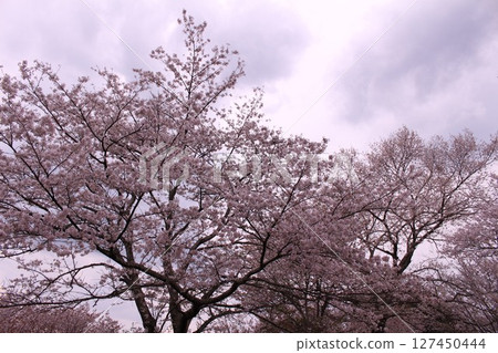 Cherry blossoms in full bloom and Mount Yoshino Cherry blossoms in full bloom and Mount Yoshino 127450444