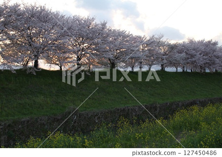 Cherry blossom 127450486