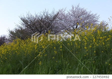 Landscape with rape flowers and cherry blossoms Landscape with rape flowers and cherry blossoms 127450492