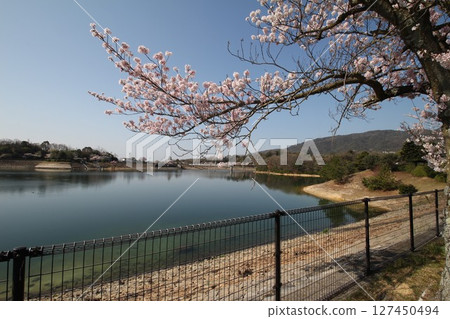 櫻花的風景 127450494