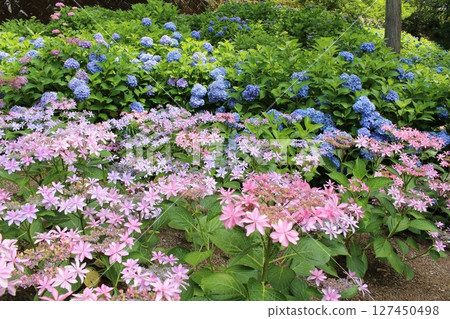 粉紅色的繡球花正在盛開 粉紅色的繡球花正在盛開 127450498