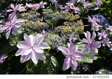 Hydrangea with pale purple flowers Hydrangea with pale purple flowers 127450505