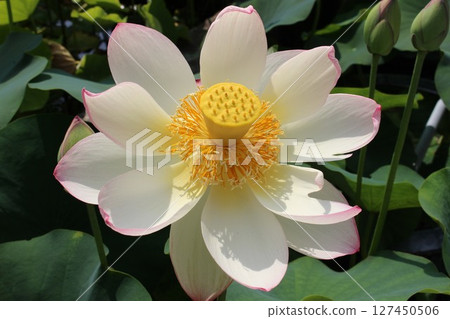 白蓮花 白蓮花 127450506
