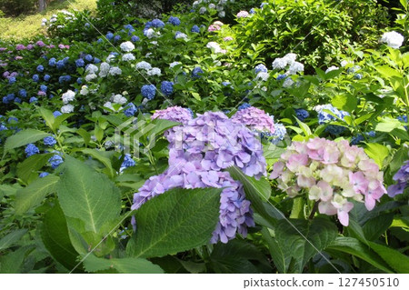 Blue hydrangea 127450510