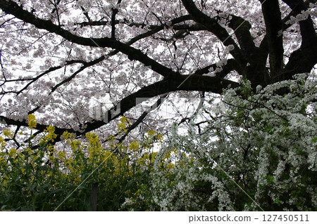 櫻花油菜花盛開的春景 127450511