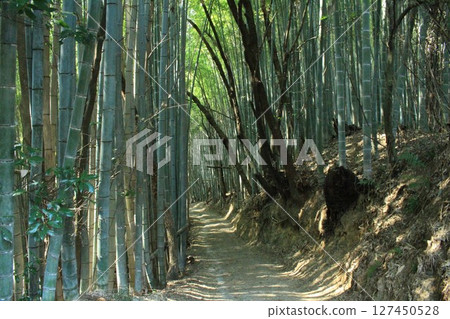 竹林小徑風景 竹林小徑風景 127450528