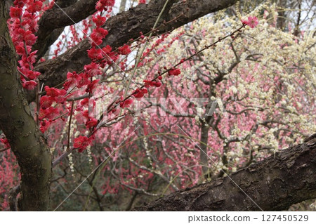 梅花樹 梅花樹 127450529