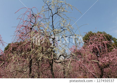 Pink weeping plums that shine in the blue sky 127450537