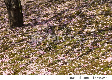梅花瓣飄落在地上 127450540