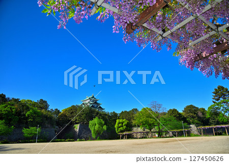 [Aichi Prefecture] Nagoya City Meijo Park: Wisteria Corridor and Nagoya Castle 127450626