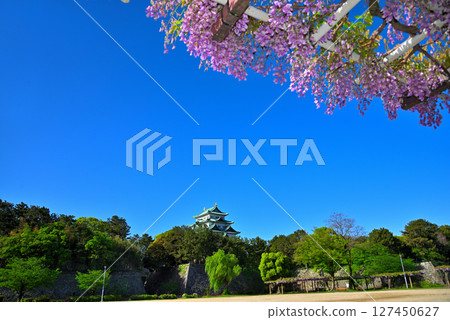 [Aichi Prefecture] Nagoya City Meijo Park: Wisteria Corridor and Nagoya Castle 127450627