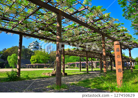 [愛知縣] 名古屋市名城公園：紫藤迴廊、名古屋城 127450629