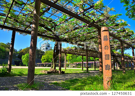 [Aichi Prefecture] Nagoya City Meijo Park: Wisteria Corridor and Nagoya Castle 127450631