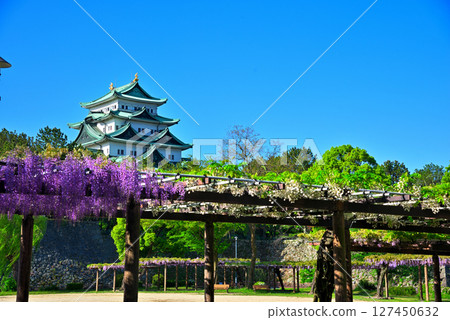 [愛知縣] 名古屋市名城公園：紫藤迴廊、名古屋城 127450632