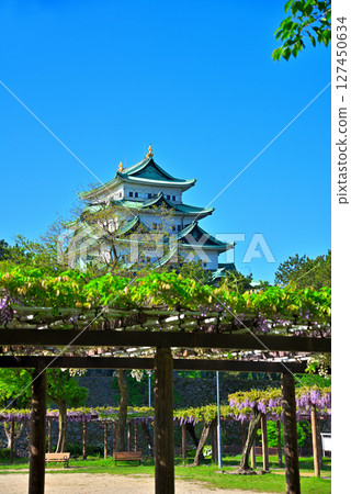 [Aichi Prefecture] Nagoya City Meijo Park: Wisteria Corridor and Nagoya Castle 127450634