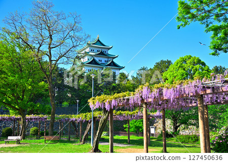 [愛知縣] 名古屋市名城公園：紫藤迴廊、名古屋城 127450636