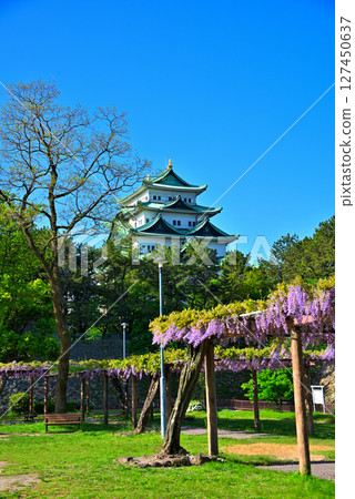 [愛知縣] 名古屋市名城公園：紫藤迴廊、名古屋城 127450637