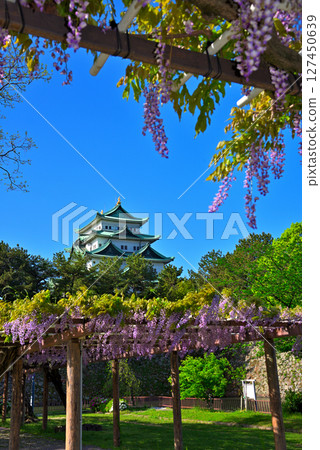 [愛知縣] 名古屋市名城公園：紫藤迴廊、名古屋城 127450639