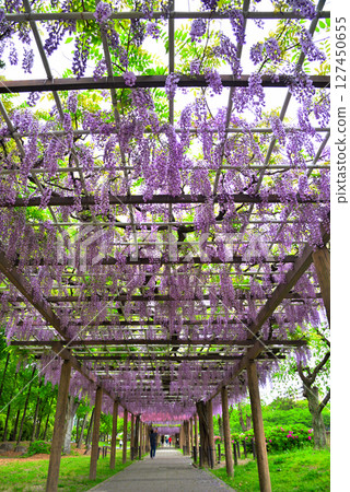 [Aichi Prefecture] Nagoya City Meijo Park Wisteria Corridor 127450655