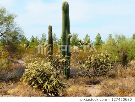 Cloudy Landscape Sonoran Desert Arizona 127450680