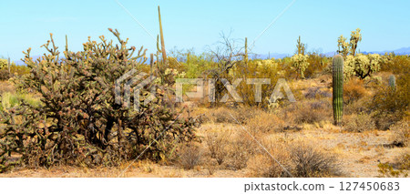 Panorama Landscape Sonoran Desert Arizona Panorama Landscape Sonoran Desert Arizona 127450683