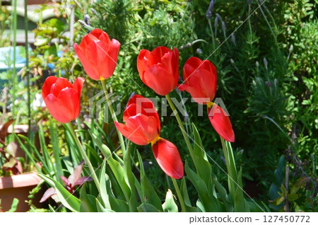 紅色鬱金香(廣島縣尾道市) 紅色鬱金香(廣島縣尾道市) 127450772