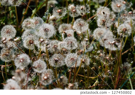 網的另一邊是一層絨毛 01 127450802